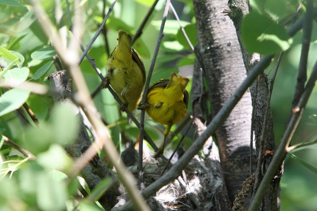 Yellow Warbler Nest...
